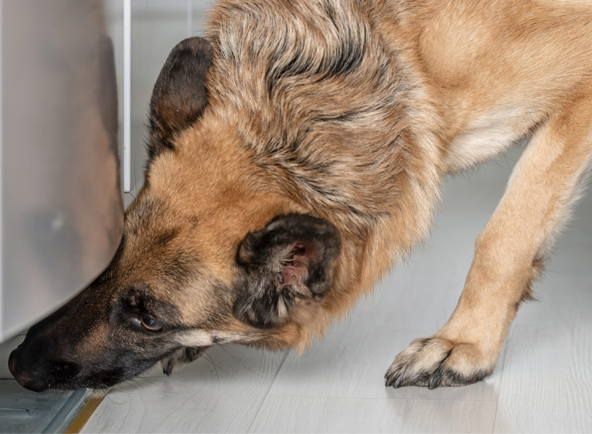 Myrsky-koira on työskennellyt homekoirana kuutisen vuotta ja käynyt nuuskimassa kuntien, valtion ja yritysten rakennusten lisäksi koteja. 